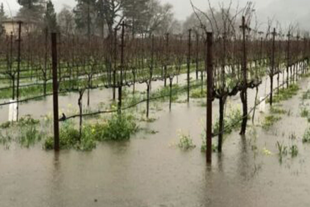 rain soaked vineyard