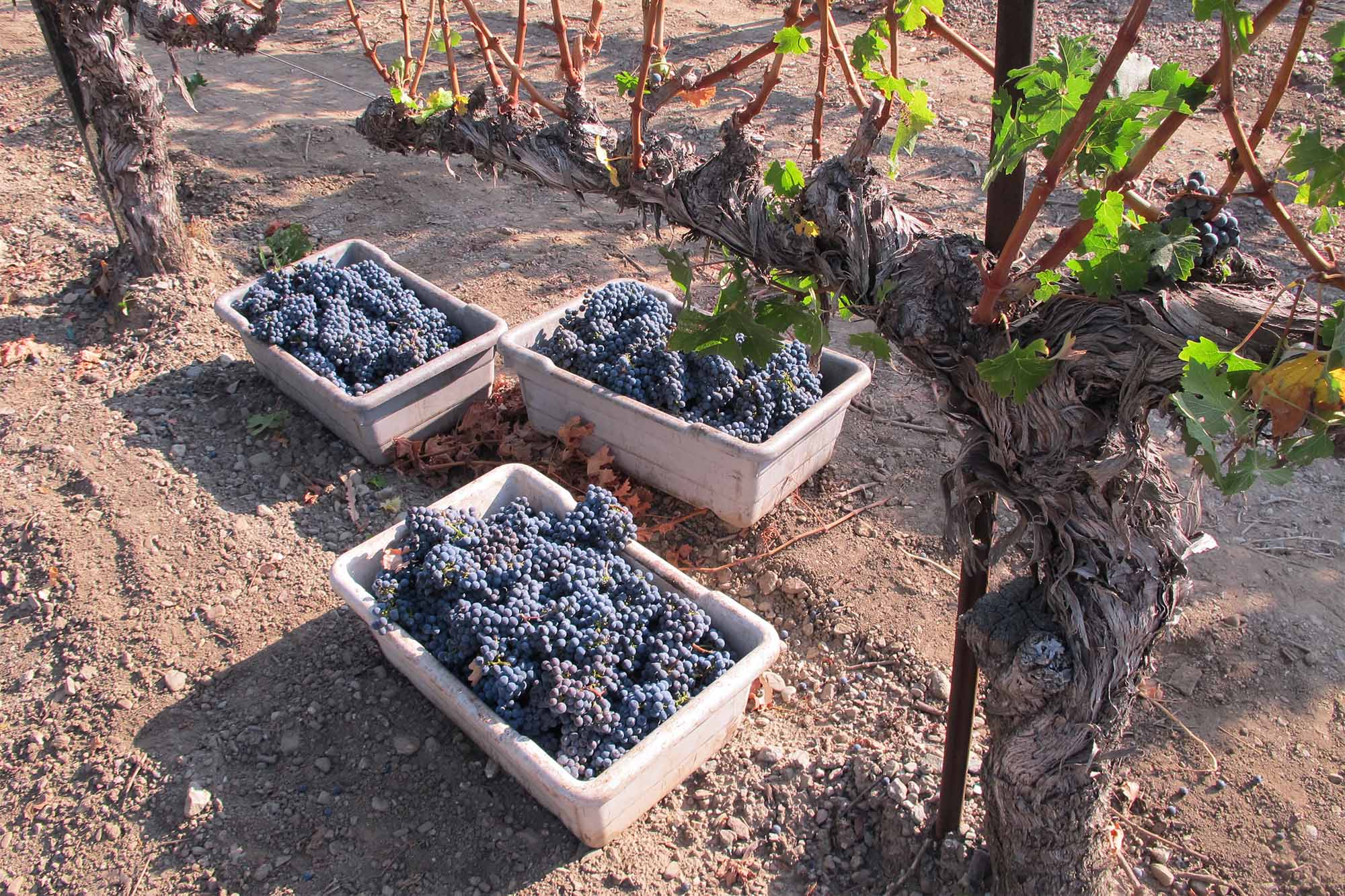 harvested red grapes in bins