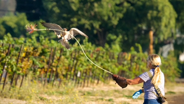 A woman and a falcon in a vineyard